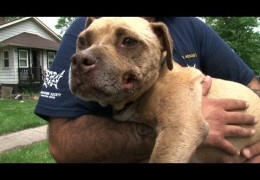 Honey The Pit Bull Rescued From Dog Fighting