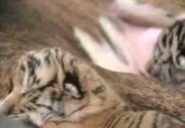 Pit Bull Adopts Baby Tiger Cubs