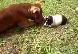 Pit Bull Loves Guinea Pig