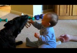 Baby Laughing While Playing With Pit bull