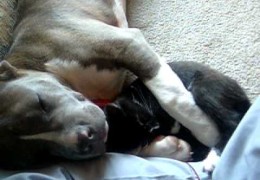 Pit Bull Sleeps With Front Paws Around Cuddling Cat