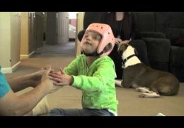 Pit Bull From Rescue To Service Dog
