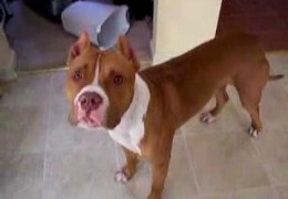 Pit Bull Gets Excited About Taking A Bath