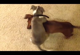 Pit Bull Puppy Verses Wiener Dog