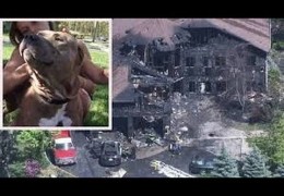 Cain A Pit Bull Saves a Woman From A Burning House
