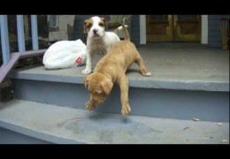 Clyde A Pit Bull Puppy Masters The Steps