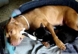 Kitty Gives Massage To Pit Bull