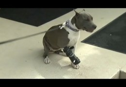 Little Debbie With Severed Paw Gets Limb Replacement