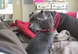 Kitten vs Pit Bull Brawl