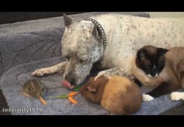 Pit Bull Sharky Playing With A Cat, Rabbit, And Guinea Pig