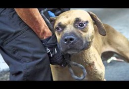 Bronx Dog Fighting Victims One Year Later