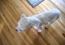 Pit Bull Puppy Has Temper Tantrum After Bath