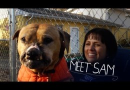 Meet Sam A Pit Bull Rescued From Dog Fighting