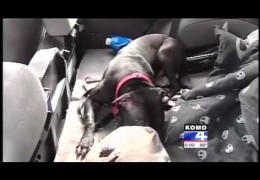 Ex Dog Fighting Pit Bull Saves Woman’s Car Being Jacked