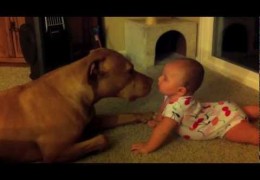Ruby The Pit Bull Loves Four Month Old baby
