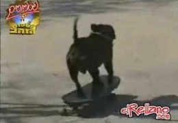 Pit Bull Skateboarding