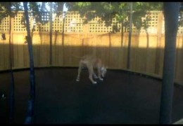Callie Jumping On A Trampoline