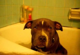 Pit Bull Falls Asleep In Bath Tub
