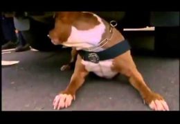 Meet Shaka The Pit Bull Police Dog