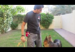 Learn To Stop Leash Pulling Part 1