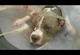Pit Bull Almost Beaten To Death Needs A Loving Home