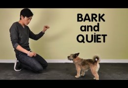 Learn How To Stop Barking