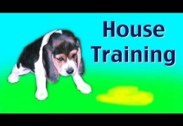 House Training A Puppy Or Rescue Dog
