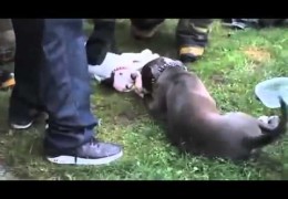 Firefighters Rescue Pit Bulls From A Burning House In Detroit
