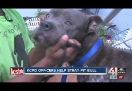 Stray Pit Bull Rescued By KCPD