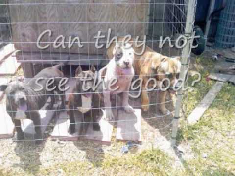 Truth About Pit Bulls - Truth About Pit Bulls
