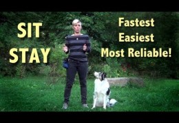 Teach Your Pit Bull Sit Stay