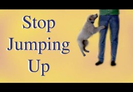 Teach Your Pit Bull Not To Jump Up