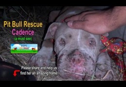 The Rescue Of Cadence