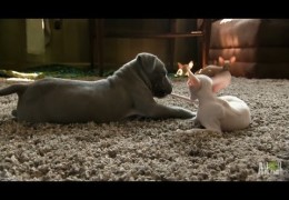 Kitty vs Wilbur The Pit Bull Puppy