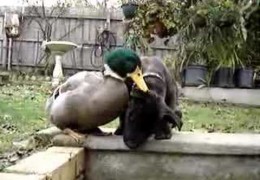 Duck vs Staffy