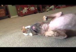 Apollo A Gentle Pit Bull Plays With A Kitten