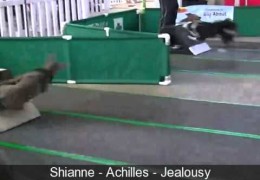 Pit Bulls Playing Flyball