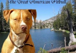 A Tribute To Pit Bulls