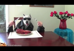 Sharky The Pit Bull Eating With Human Hands