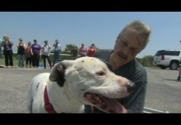 Pit Bull Lost During Tornado Reunited With Owner