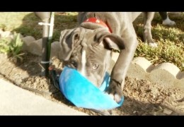 Watch Pit Bull Puppies Play With Bouncy Balls