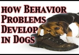 Dog Training Learn How To Prevent Behavior Problems