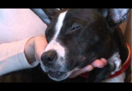 Abused Pit Mix Puppy Is Given Love And Care