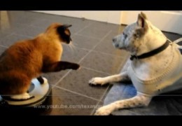 Max Arthur Roomba Cat Attacks Pit Bull Sharky