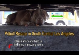 Scared Pit Bull Rescued With An Amazing Ending
