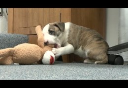 Pit Bull Puppies Playing With A Stuffed Monkey