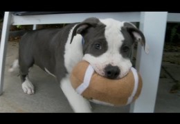 Cute Pit Bull Puppies Playing Football