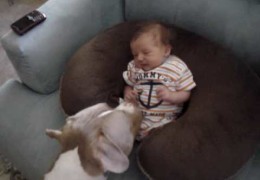 Pit Bull Is Introduced To One Week Old Baby