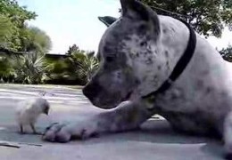 Pit Bull Sharky Loves A Chick