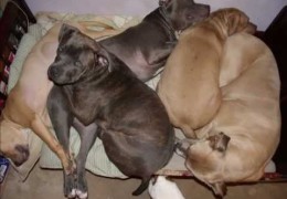 Rescue And Foster Pit Bulls Having Fun With Their New Family